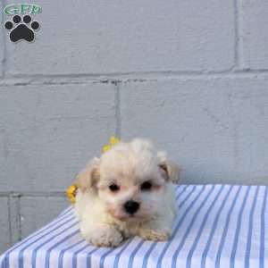Sadie, Maltese Puppy